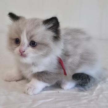chaton Ragdoll seal point bicolor Béryn Velyo (rouge) Trycoline’s