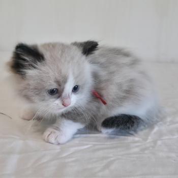 chaton Ragdoll seal point bicolor Béryn Velyo (rouge) Trycoline’s