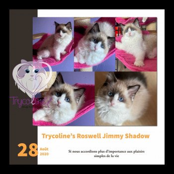 chaton Ragdoll seal point bicolor Roswell Jimmy Shadow Trycoline’s