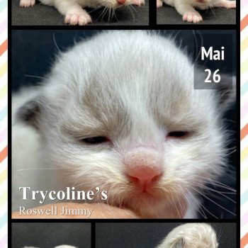 chaton Ragdoll Roswell Jimmy Trycoline’s