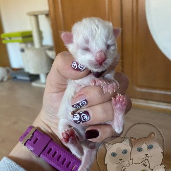 chaton Ragdoll Blanc Trycoline’s chaton Ragdoll Blanc Trycoline’s