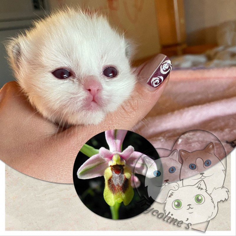 Trycoline’s RedCharm Ophrys Mâle Ragdoll