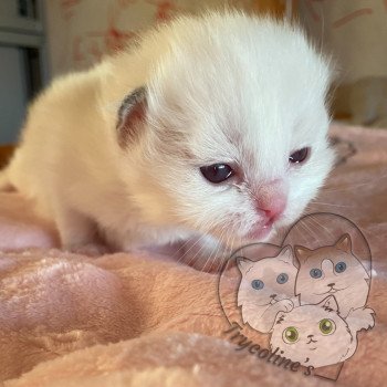 chaton Ragdoll lilac point & blanc RedCharm Ophrys Trycoline’s