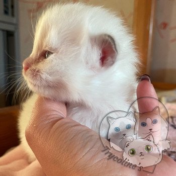 chaton Ragdoll lilac point & blanc RedCharm Ophrys Trycoline’s