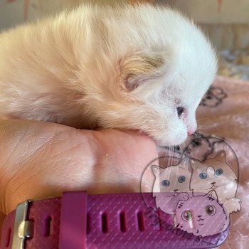 chaton Ragdoll lilac point & blanc RedCharm Ophrys Trycoline’s chaton Ragdoll lilac point & blanc RedCharm Ophrys Trycoline’s