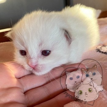 chaton Ragdoll lilac point & blanc RedCharm Ophrys Trycoline’s