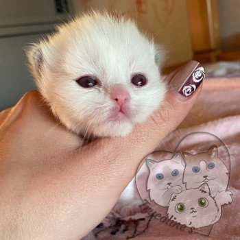 chaton Ragdoll lilac point & blanc RedCharm Ophrys Trycoline’s