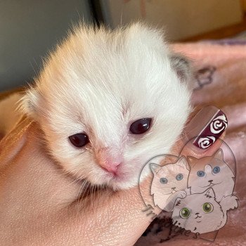 chaton Ragdoll lilac point & blanc RedCharm Ophrys Trycoline’s chaton Ragdoll lilac point & blanc RedCharm Ophrys Trycoline’s