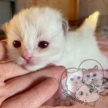 chaton Ragdoll lilac point & blanc RedCharm Ophrys Trycoline’s