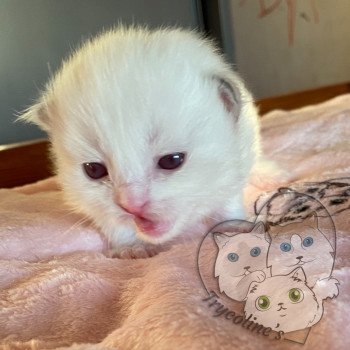 chaton Ragdoll lilac point & blanc RedCharm Ophrys Trycoline’s