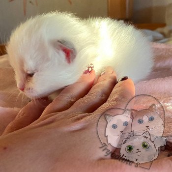 chaton Ragdoll lilac point & blanc RedCharm Ophrys Trycoline’s chaton Ragdoll lilac point & blanc RedCharm Ophrys Trycoline’s