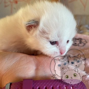 chaton Ragdoll lilac point & blanc RedCharm Ophrys Trycoline’s