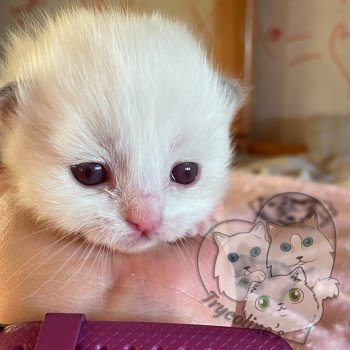 chaton Ragdoll lilac point & blanc RedCharm Ophrys Trycoline’s