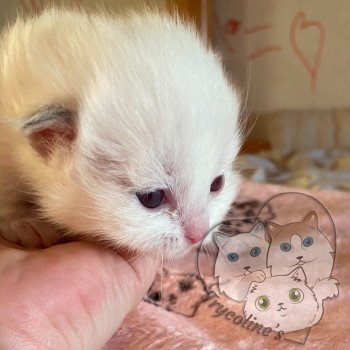 chaton Ragdoll lilac point & blanc RedCharm Ophrys Trycoline’s