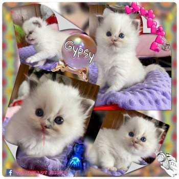 chaton Ragdoll Rocksteady Gypsy Woman Trycoline’s