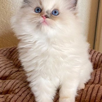 chaton Ragdoll blue tortie point mitted Rocksteady Gypsy Woman Trycoline’s