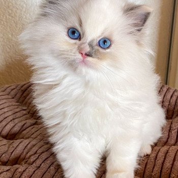 chaton Ragdoll blue tortie point mitted Rocksteady Gypsy Woman Trycoline’s