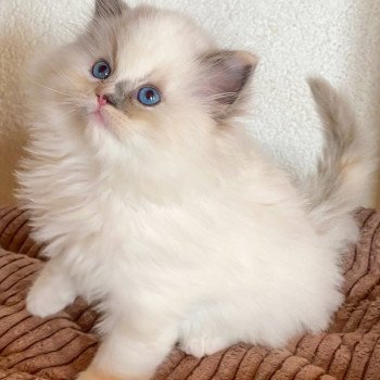 chaton Ragdoll blue tortie point mitted Rocksteady Gypsy Woman Trycoline’s chaton Ragdoll blue tortie point mitted Rocksteady Gypsy Woman Trycoline’s