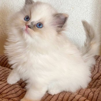 chaton Ragdoll blue tortie point mitted Rocksteady Gypsy Woman Trycoline’s