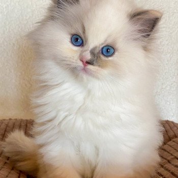 chaton Ragdoll blue tortie point mitted Rocksteady Gypsy Woman Trycoline’s