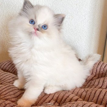 chaton Ragdoll blue tortie point mitted Rocksteady Gypsy Woman Trycoline’s