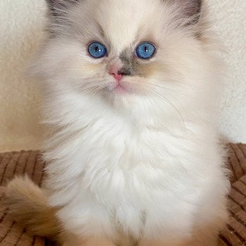 chaton Ragdoll blue tortie point mitted Rocksteady Gypsy Woman Trycoline’s