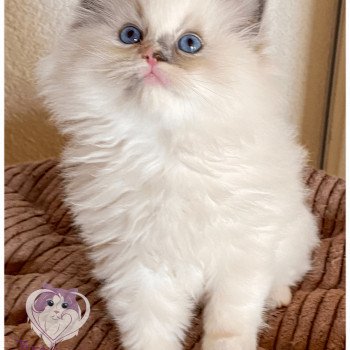 chaton Ragdoll blue tortie point mitted Rocksteady Gypsy Woman Trycoline’s