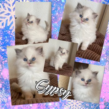 chaton Ragdoll blue tortie point mitted Rocksteady Gypsy Woman Trycoline’s