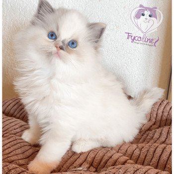 chaton Ragdoll blue tortie point mitted Rocksteady Gypsy Woman Trycoline’s