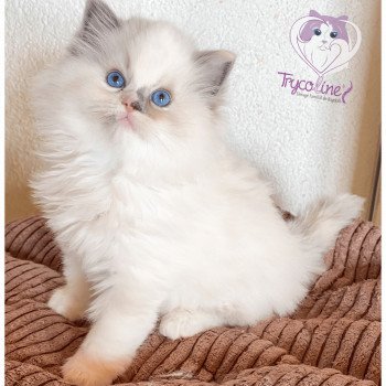 chaton Ragdoll blue tortie point mitted Rocksteady Gypsy Woman Trycoline’s chaton Ragdoll blue tortie point mitted Rocksteady Gypsy Woman Trycoline’s