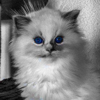 chaton Ragdoll blue tortie point mitted Rocksteady Gypsy Woman Trycoline’s