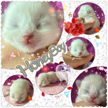 chaton Ragdoll HoneyBoy Trycoline’s