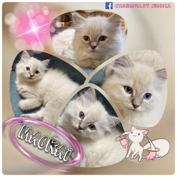 chaton Ragdoll HoneyBoy Maokaï Trycoline’s