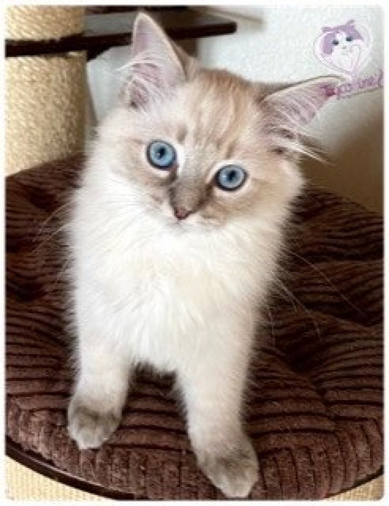 Trycoline’s Reggae HoneyBoy Maokaï Mâle Ragdoll Trycoline’s Reggae HoneyBoy Maokaï Mâle Ragdoll