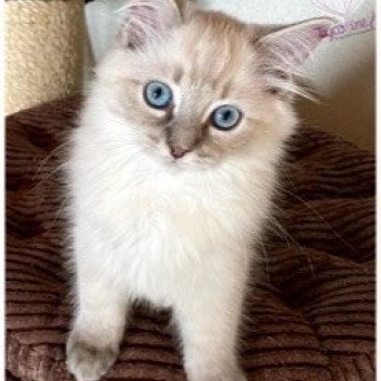 chaton Ragdoll blue tabby point Reggae HoneyBoy Maokaï Trycoline’s