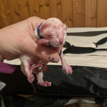 chaton Ragdoll Bleu Trycoline’s