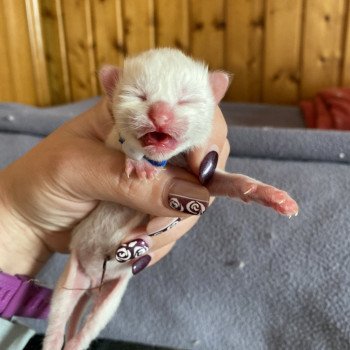 chaton Ragdoll Bleu Trycoline’s