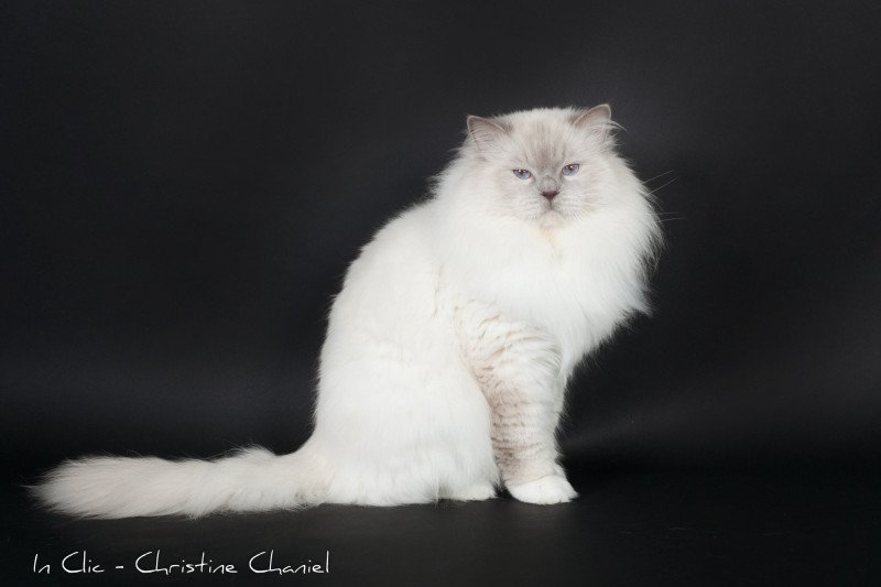 Trycoline’s Brooklyn Mâle Ragdoll