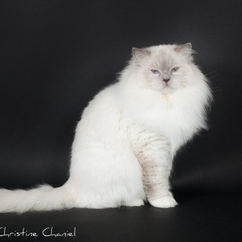 chat Ragdoll Brooklyn Trycoline’s Ragdoll lilac point mitted
