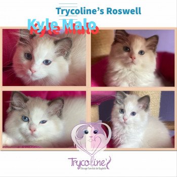 Trycoline’s Roswell Kyle Malo Mâle Ragdoll