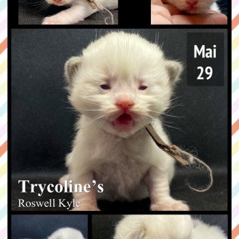 chaton Ragdoll Roswell Kyle Trycoline’s chaton Ragdoll Roswell Kyle Trycoline’s