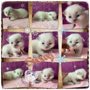 chaton Ragdoll blue point Rainbow Snowy Trycoline’s chaton Ragdoll blue point Rainbow Snowy Trycoline’s