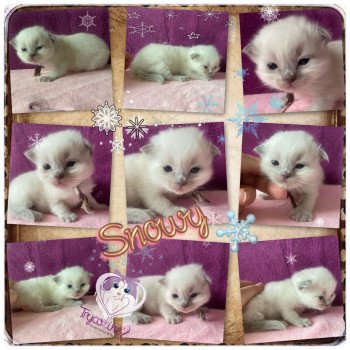 chaton Ragdoll blue point Rainbow Snowy Trycoline’s