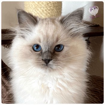 chaton Ragdoll blue point Rainbow Snowy Trycoline’s chaton Ragdoll blue point Rainbow Snowy Trycoline’s