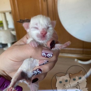 chaton Ragdoll Brun Trycoline’s