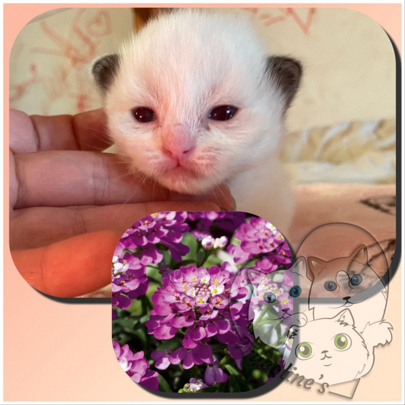 Trycoline’s RedCharm Ibérys Mâle Ragdoll Trycoline’s RedCharm Ibérys Mâle Ragdoll