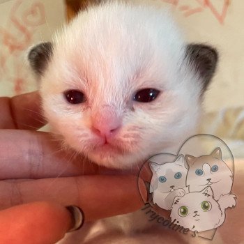 chaton Ragdoll chocolate point & blanc RedCharm Ibérys Trycoline’s chaton Ragdoll chocolate point & blanc RedCharm Ibérys Trycoline’s