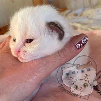 chaton Ragdoll chocolate point & blanc RedCharm Ibérys Trycoline’s