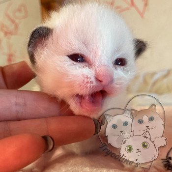 chaton Ragdoll chocolate point & blanc RedCharm Ibérys Trycoline’s