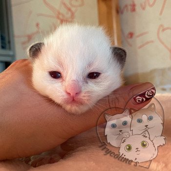 chaton Ragdoll chocolate point & blanc RedCharm Ibérys Trycoline’s